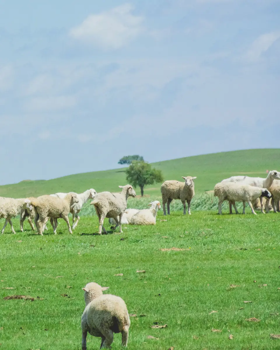 Ovejas en un campo verde con una loma de fondo