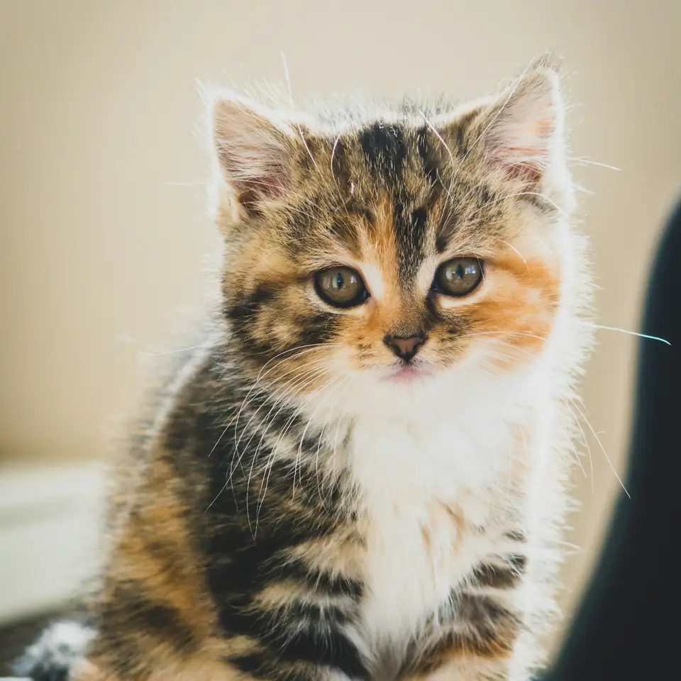 Mandarina, una gatita tricolor, sentada sobre una manta