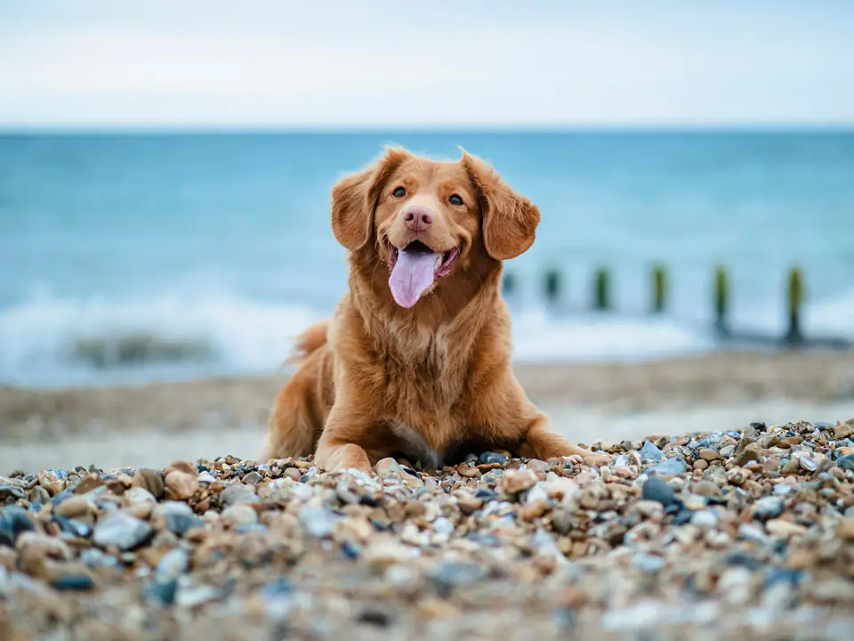 Tango, un perro de pelo colorado, echado sobre las piedras de la playa con la lengua afuera