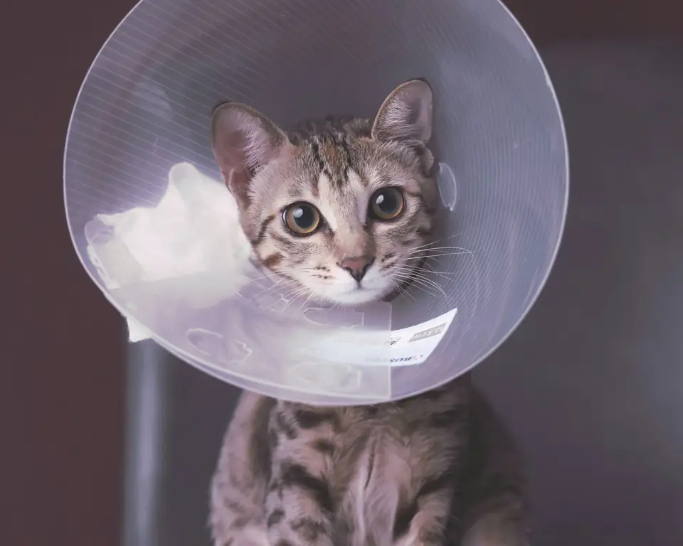 Un gato atigrado con collar isabelino, sentado tranquilo después de una operación