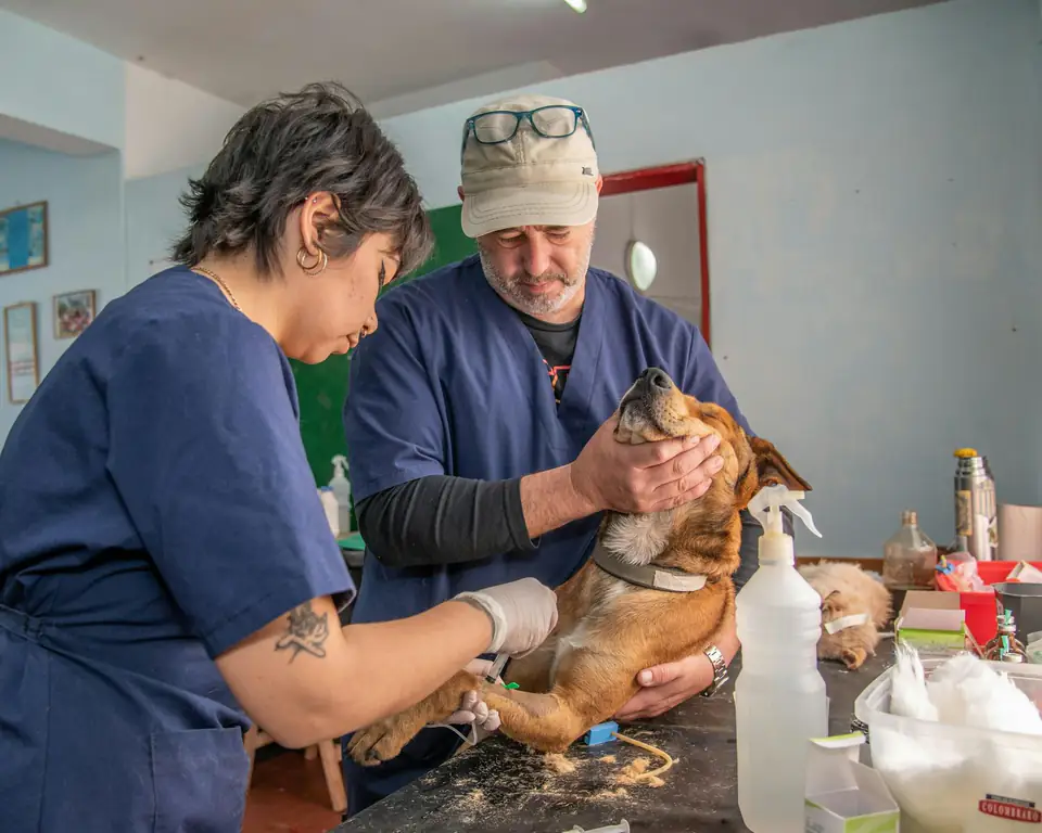 Una veterinaria y un veterinario revisan a un perro sobre la camilla