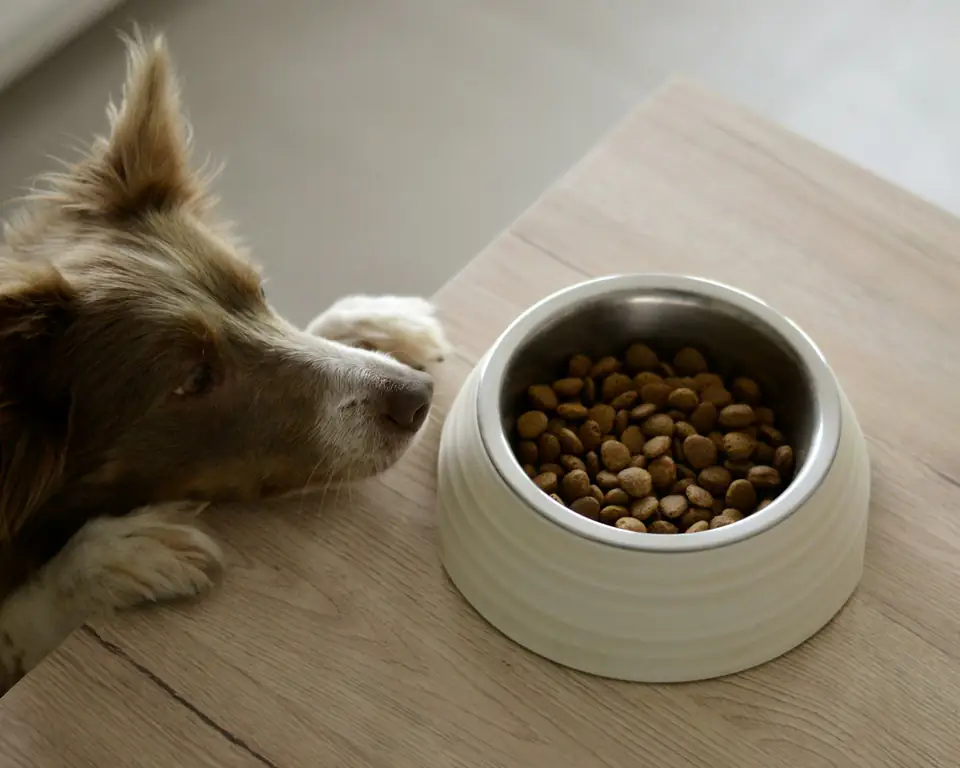 Un perro mira con ganas un plato lleno de ración sobre el piso de madera